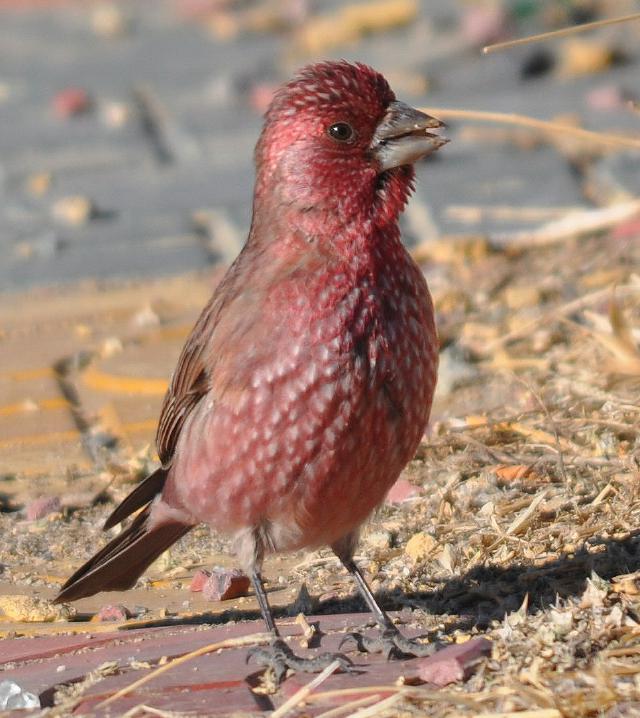 Spotted Great Rosefinch